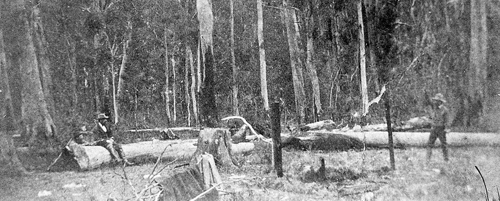 Site of the Stringybark Creek gunfight, photographed by Burman, a week after the police killings. Locals represent, from left, Ned Kelly, McIntyre and Kennedy. Positions are very rough approximations. Image: Victoria Police Historical Unit