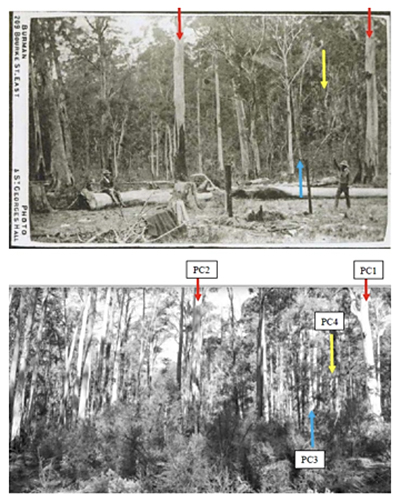 Stringybark-Creek-Report-Pic-1